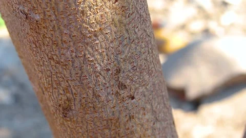 Ant colony walking on a tree Stock Footage 285835936