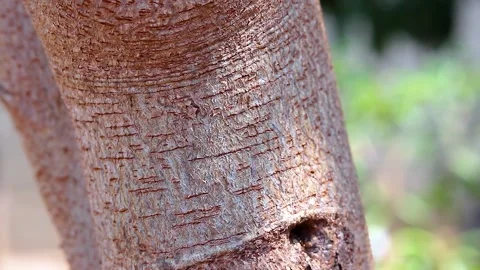Ant colony walking on a tree Stock Footage 285835969