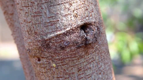 Ant colony walking on a tree Stock Footage 285836039