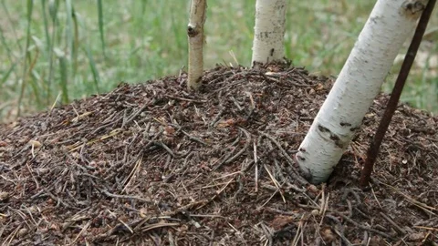 Ant colony working on an anthill among birch trees in summer forest Stock Footage 77029874