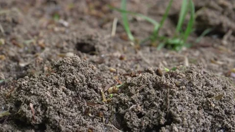 Ant Colony Working In An Anthill 库存影片 134499416
