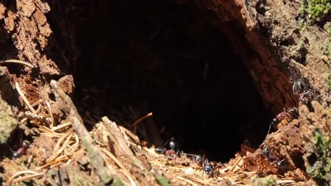 Ant colony working in the forest anthill 4k Stock-Footage 155225574