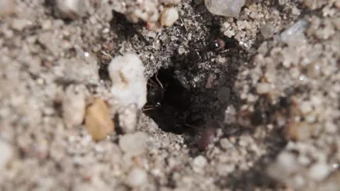Ant colony working hard to clear out debris. Close up macro 库存影片 139444098