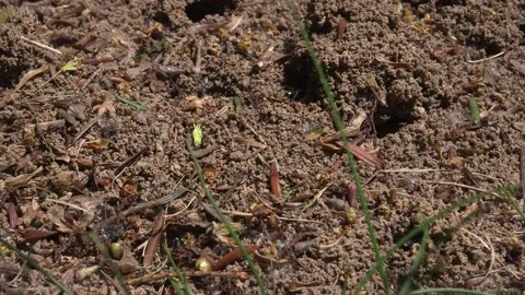 Ant Colony Working in the Sand 库存影片 134499446