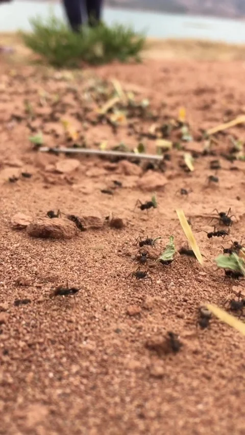 Ant colony working to survive.v1 Stock Footage 341508257
