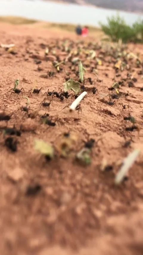 Ant colony working to survive.v2 Stock Footage 341508250