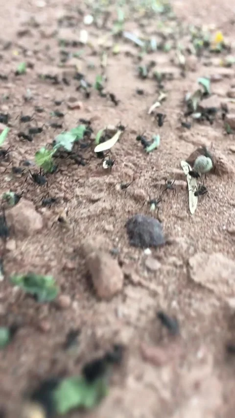 Ant colony working to survive.v3 Stock Footage 341508247