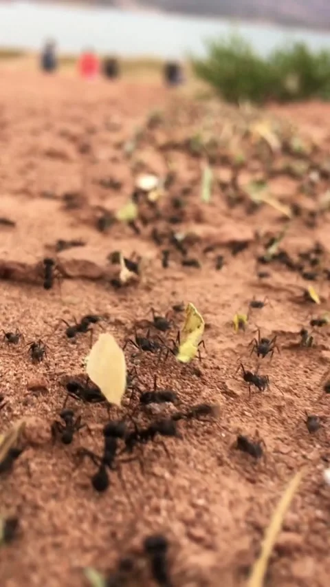 Ant colony working to survive.v4 Stock Footage 341508244