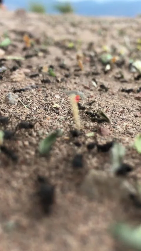 Ant colony working to survive.v5 Stock Footage 341508232