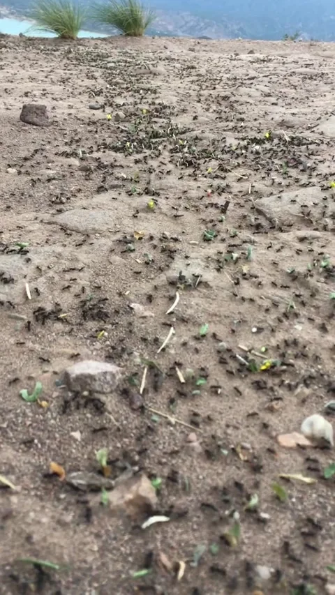 Ant colony working to survive.v6 Stock Footage 341508240