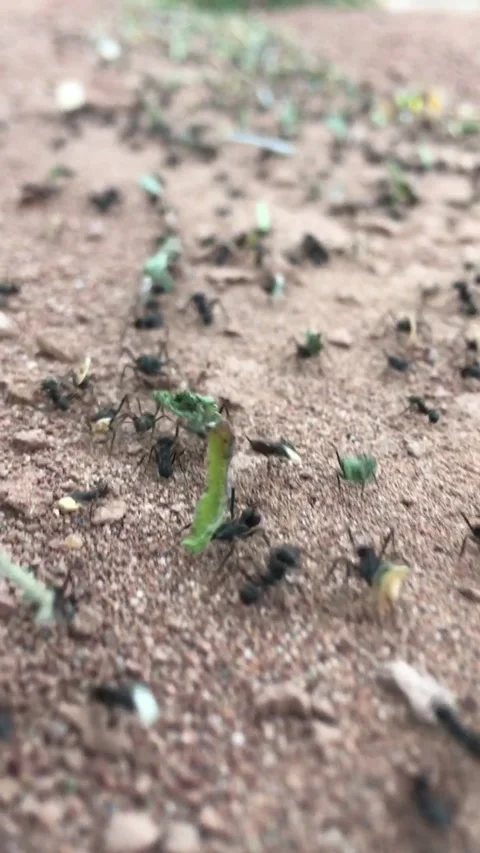 Ant colony working to survive.v7 Stock Footage 341508227