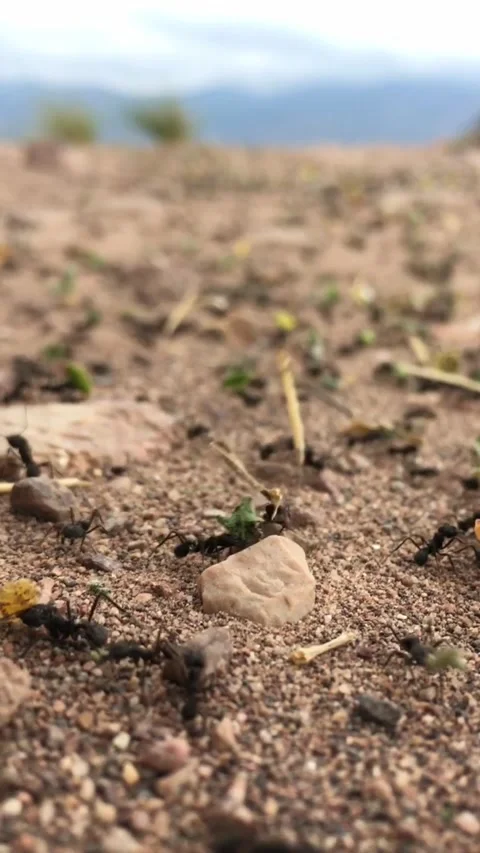 Ant colony working to survive.v8 Stock Footage 341508231
