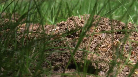 Ant Colony Working Through The Grass 库存影片 134499444