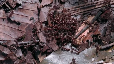 Ant colony working together to process food in forest litter 스톡 동영상 343497878
