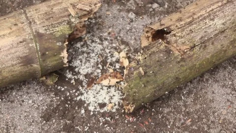An ant colony working together to protect its eggs-larvae. Stock Footage 296781608