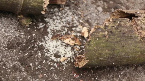 Ant colony working together to save their eggs-larvae. Stock Footage 296781614