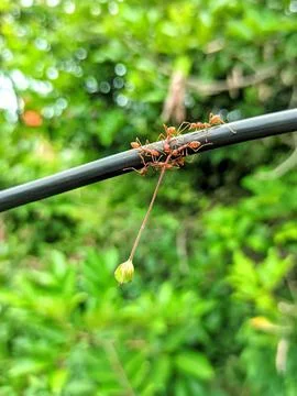Ant cooperation Stock Photos