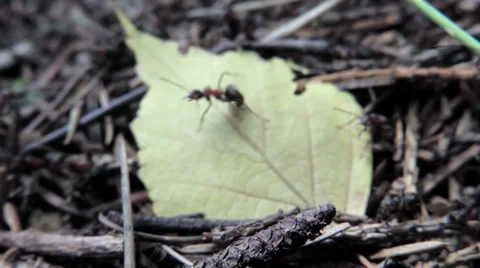Ant crawled onto the camera lens Video stock 39306725