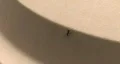 Ant Crawling 02 HD Footage