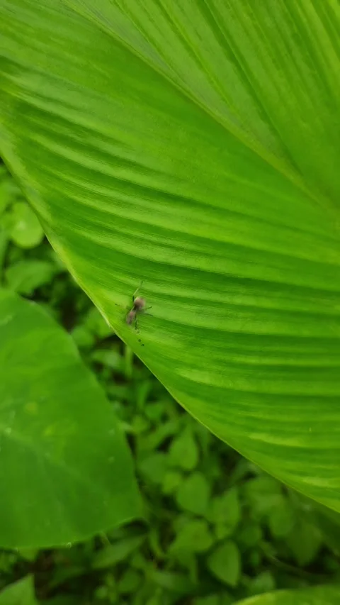 Ant Crawling Across Fresh Green Leaf – Close-Up Nature Footage Stock Footage 342332062