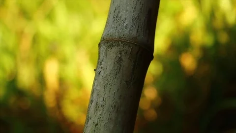 Ant crawling on bamboo stick Stock Footage 108160092