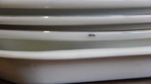 Ant Crawling Between Stacked White Plates in Clean Kitchen Setting Stock Footage 331931325