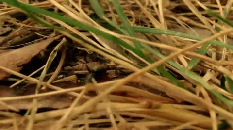 Ant Crawling Close Up Scene (HD) Stock Footage 11290053