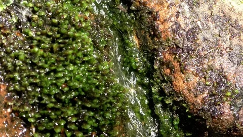Ant crawling down a rock next to a runlet, moss growing near the water Stock Footage 76781694