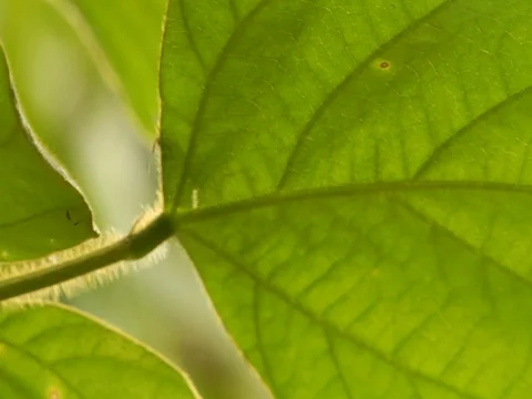 Ant Crawling Down a Vine in the Amazon Jungle Rainforest Video stock 112934535