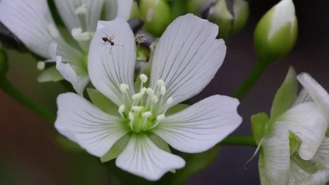 Ant crawling on flower of the Venus Flytrap, N Carolina USA Stock Footage 76919341