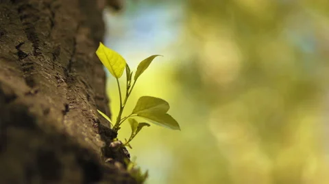 Ant crawling Stock Footage 50096966
