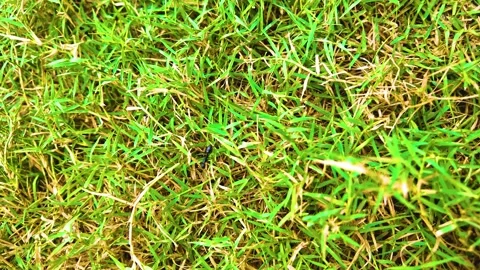 Ant Crawling on the Grass Stock Footage 278799631