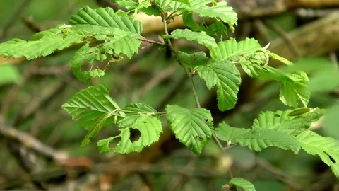 Ant crawling on the green leaf of a beech tree in the forest Stock Footage 76784106