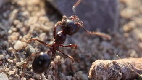 Ant Crawling on the Ground Closeup Stock-Footage 345829919
