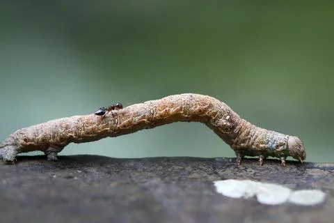 Ant Crawling on an Inchworm. Stock Photos