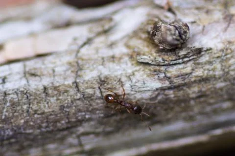 Ant crawling on log in forest Stock Photos