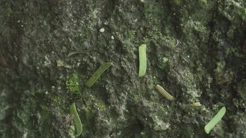 Ant Crawling on Moss Covered Tropical Rock Surface Macro Texture Stock-Footage 334163252