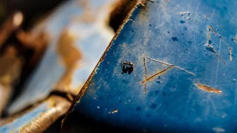 Ant Crawling on Old Metal Stock Photos