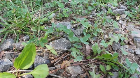 Ant crawling over leaves and rocks Stock Footage 6847513