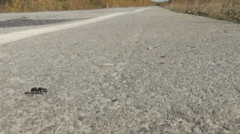 Ant crawling on the road Stock Footage 30480285