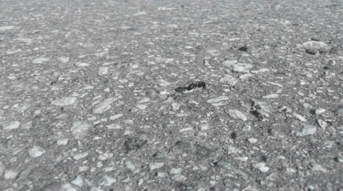 Ant crawling on the road Stock Footage 30480447