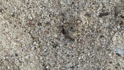 Ant crawling on sand 스톡 동영상 138643616