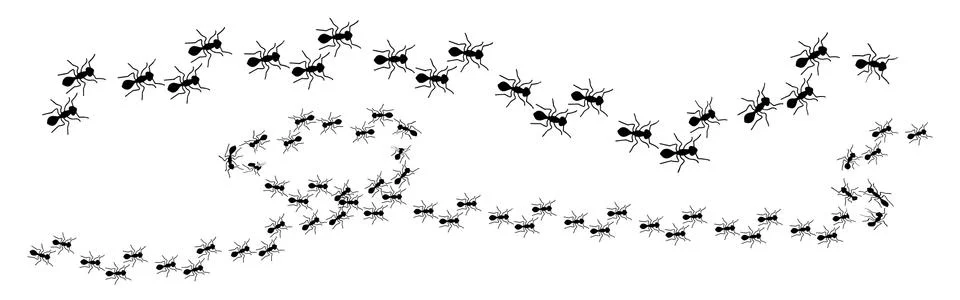 Ant crawling set isolated on white background Vector illustration Stock Illustration