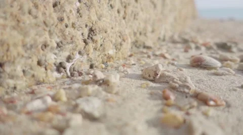Ant Crawling on the Shells and Stones on the Beach. Slow Motion Stock Footage 66785779