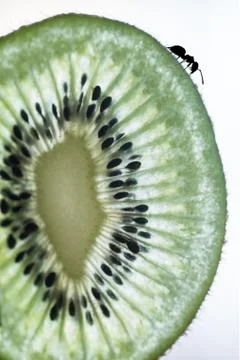 Ant Crawling on the Slice of Kiwi Fruit Close Up Фото