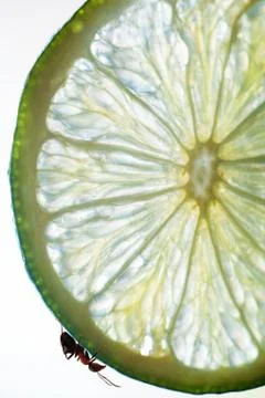 Ant Crawling on the Slice of Lime Fruit Close Up Stock Photos