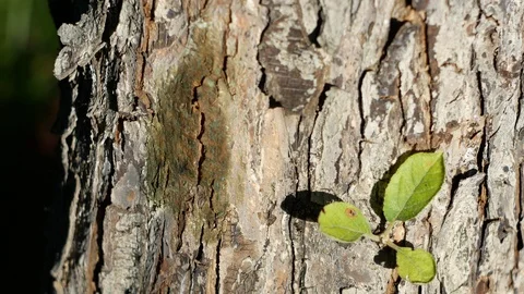 Ant crawling on a tree Video stock 105606257
