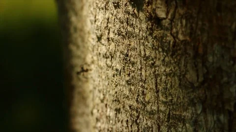 Ant crawling on tree Stock Footage 108125457