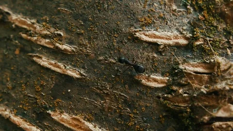 Ant crawling on tree Stock-Footage 127463254