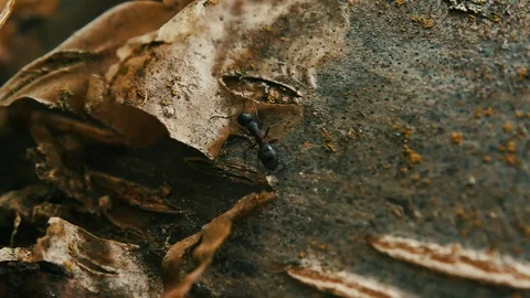 Ant crawling on tree Stock-Footage 127463308